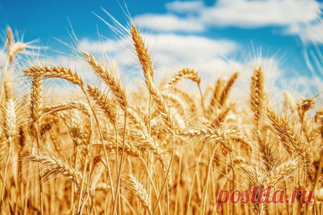 Правильный прием отрубей для похудения — Диеты со всего света