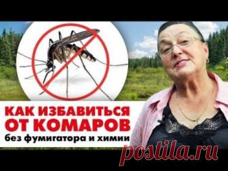 КАК ИЗБАВИТЬСЯ ОТ КОМАРОВ народными средствами || без фумигатора и химии