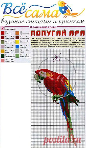 Попугай ара - Схема для вышивания крестиком - Схемы вышивки птиц