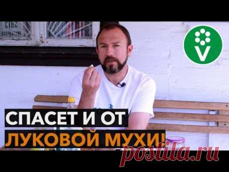 НЕ ВЗДУМАЙТЕ САЖАТЬ ЛУК, пока не узнаете этот рецепт обработки от болезней и вредителей!