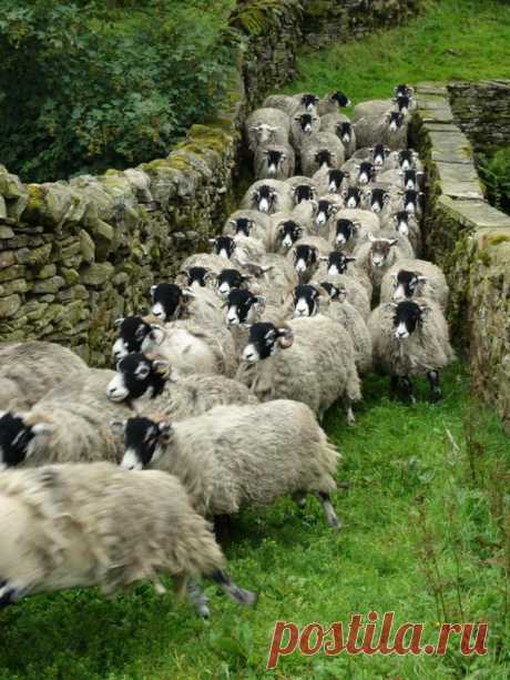 pagewoman: Swaledale Sheep, Ravenseat,... - Pomp&Circumstance