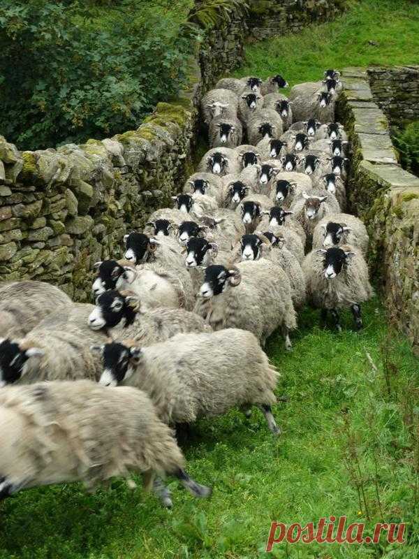 pagewoman: Swaledale Sheep, Ravenseat,... - Pomp&Circumstance
