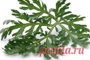 Полынь горькая: применение, противопоказания, очищение от глистов