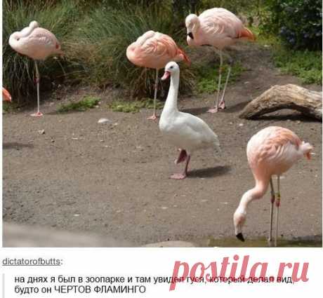 ха-ха...