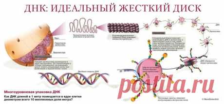 Невероятно! Слова, которые вызывают мутагенный эффект чудовищной силы 

 


 
Учёные пришли к ошеломляющему выводу: ДНК воспринимает человеческую речь и мысли человека. Любое произнесенное слово – это не что иное, как волновая генетическая программа, способная очень сущ…