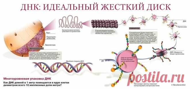 Невероятно! Слова, которые вызывают мутагенный эффект чудовищной силы 

 


 
Учёные пришли к ошеломляющему выводу: ДНК воспринимает человеческую речь и мысли человека. Любое произнесенное слово – это не что иное, как волновая генетическая программа, способная очень сущ…