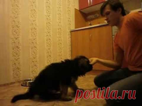 Дрессировка щенка немецкой овчарки 1,5 месяца &quot;КОМАНДА НЕЛЬЗЯ&quot; .