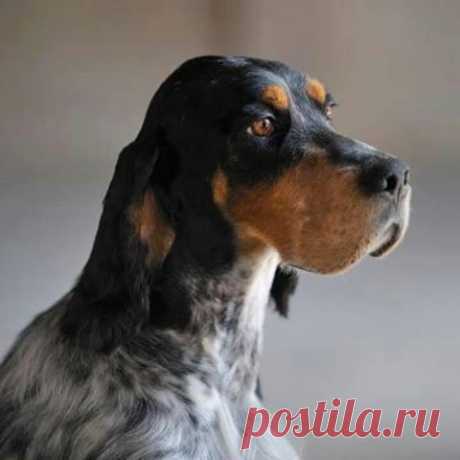 (2) Facebook