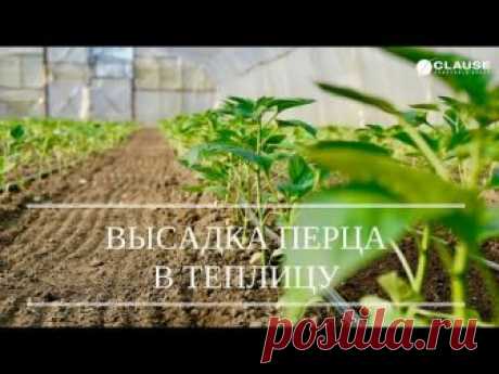 Первая закалка 5-7 дней....