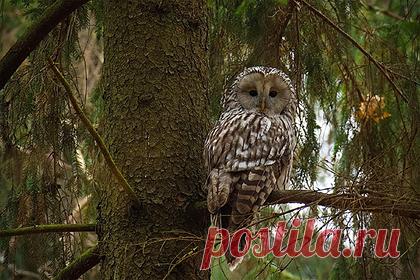 В брянском заповеднике встретили краснокнижную птицу. В брянском заповеднике встретили редкую птицу — длиннохвостую неясыть. Последний раз этот вид, занесенный в Красную книгу Брянской области, видели в заповеднике в 1998 году. При этом в соседних регионах такие птицы считаются обычными, их не охраняют. Ранее ее видели в Брянске, Суземском и Трубчевском районах.