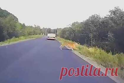 Перебегающий дорогу тигр в России попал на видео. Тигр, перебегающий дорогу в Хасанском округе Приморского края, попал на видео. Хищника заснял видеорегистратор. «Пассажиры автомобиля, две девушки, неожиданной встрече были очень рады и описали ее коротко, но эмоционально: "Не может быть!"» — говорится в сообщении. Дорога проходит у границ нацпарка.