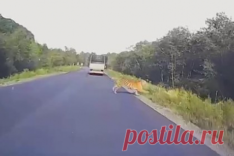 Перебегающий дорогу тигр в России попал на видео. Тигр, перебегающий дорогу в Хасанском округе Приморского края, попал на видео. Хищника заснял видеорегистратор. «Пассажиры автомобиля, две девушки, неожиданной встрече были очень рады и описали ее коротко, но эмоционально: &quot;Не может быть!&quot;» — говорится в сообщении. Дорога проходит у границ нацпарка.