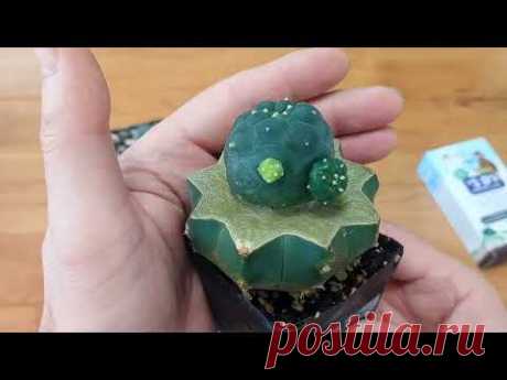 Лучший способ размножения редких растений это их клонирование.