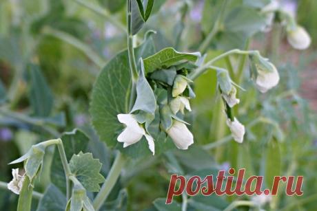 16 растений, цветки которых и красивы, и вкусны. Названия, описания, способ приготовления. Фото — Ботаничка.ru