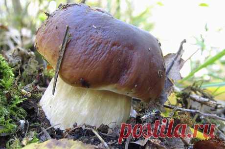 От белых до маслят. Какие грибы считаются самыми вкусными 
Даже дети легко обучаются отличать эти замечательные грибы от всех остальных.

Рассказывает профессиональный миколог и опытный грибник Михаил Вишневский.
Белый гриб (обыкновенный, берёзовый, сосновый…