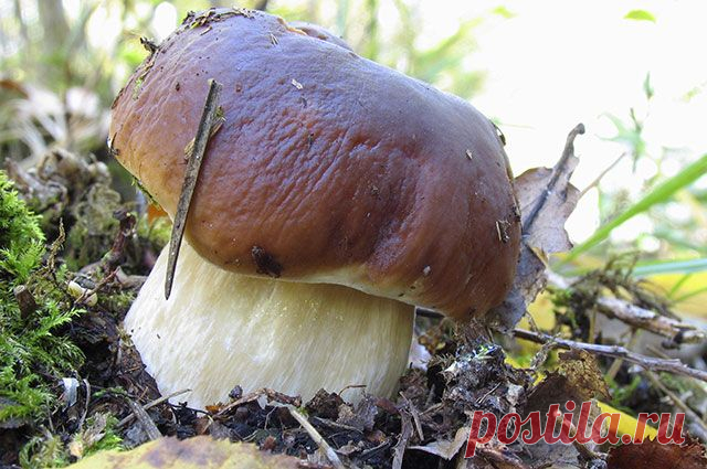 От белых до маслят. Какие грибы считаются самыми вкусными 
Даже дети легко обучаются отличать эти замечательные грибы от всех остальных.

Рассказывает профессиональный миколог и опытный грибник Михаил Вишневский.
Белый гриб (обыкновенный, берёзовый, сосновый…