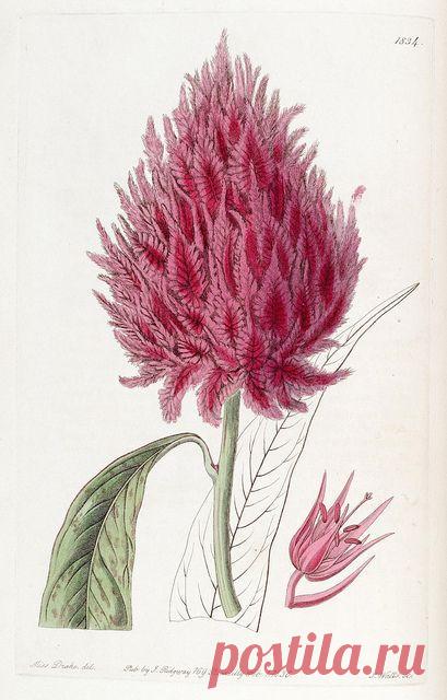 25 Beautiful Botanical Images for Your Walls