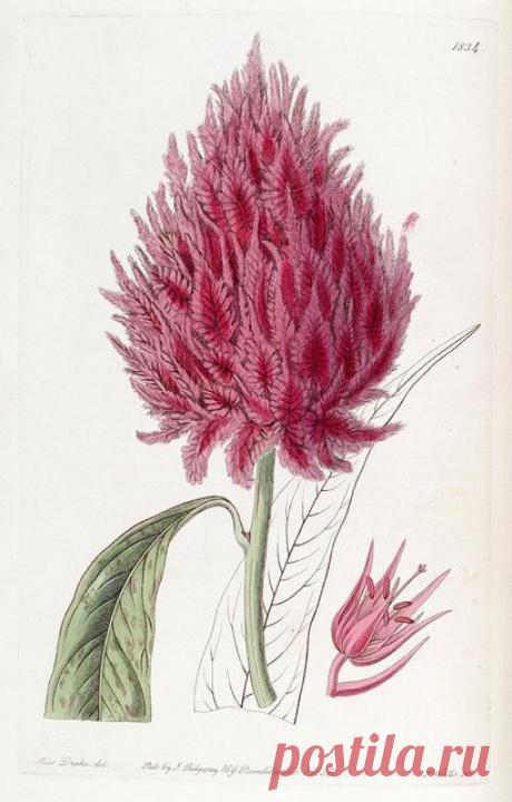 25 Beautiful Botanical Images for Your Walls