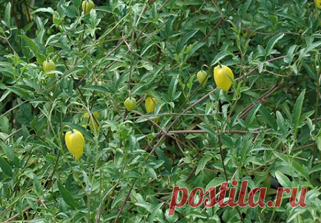 Клематис: особенности культуры