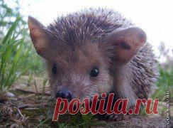 ВСЁ ЛУЧШЕЕ ИЗ YOU TUBE (16 плюс) – Людмила Костарева ( Кандыбина) добавила 2 фотографии в альбом ДИКИЙ ЖИВОТНЫЙ МИР.(!)ПРАВИЛА:На...