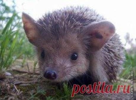 ВСЁ ЛУЧШЕЕ ИЗ YOU TUBE (16 плюс) – Людмила Костарева ( Кандыбина) добавила 2 фотографии в альбом ДИКИЙ ЖИВОТНЫЙ МИР.(!)ПРАВИЛА:На...