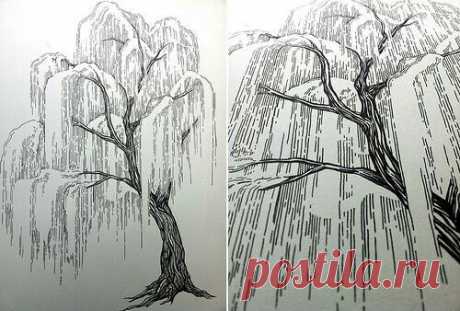 Рисунок. Ива. Тушь.