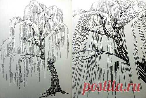Рисунок. Ива. Тушь.