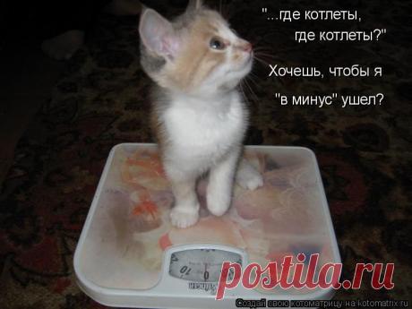 Котоматрицы - лучшие за прошедшую неделю)