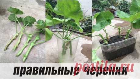 ЧЕРЕНКОВАНИЕ И ОБРЕЗКА ПЕЛАРГОНИИ 🌺 как укоренить комнатную герань