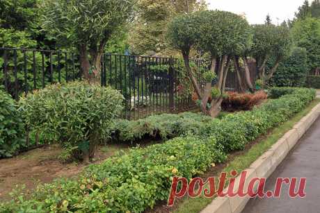 Японская айва: осенний уход и переработка урожая