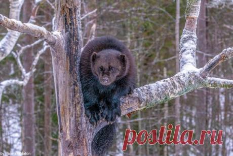 Росомаха забралась на сук и попалась прямо в объектив Павла Кихлатона. (Когти у нее хоть и не адамантиевые, но тоже довольно внушительные).