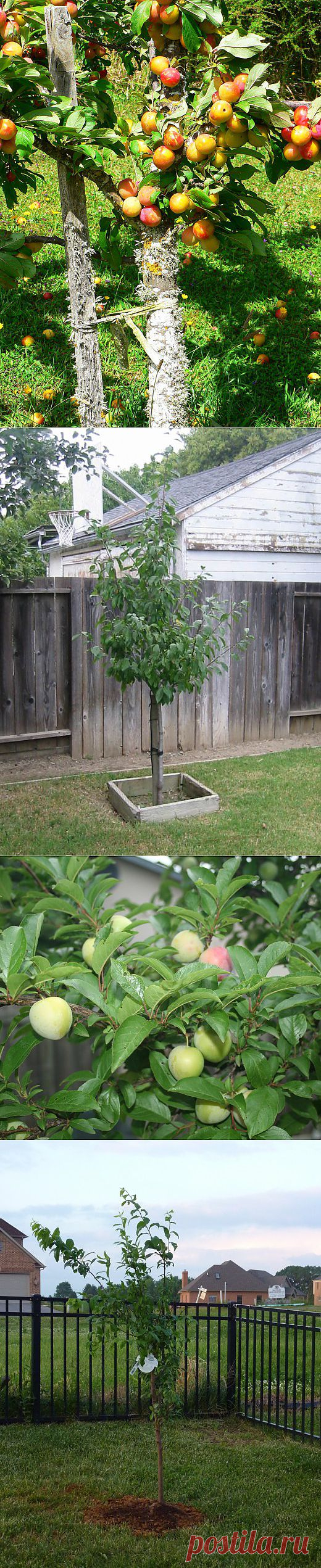 Ботаничка.ru | Слива. Уход, выращивание. Размножение черенками. Садовые растения. Плодово-ягодные. Деревья. Фото.