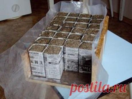 Стаканчики для рассады из газет