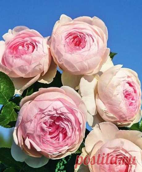 Чтоб не вяли розы ни в жару, ни в морозы: 5 важных дел в августе, за которые царица цветов будет вам благодарна