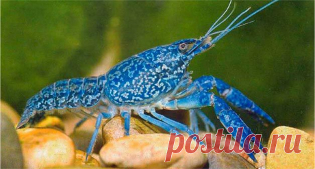 раки рачки крабы: 30 тыс изображений найдено в Яндекс.Картинках