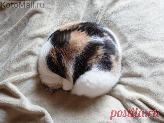 Настроение - свернуться в клубочек и спать до весны...