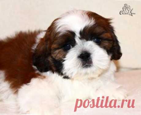 Щенки ши-тцу - Купить щенка ши-тцу Москва - Питомник ши-тцу Москва - щенки ши-тцу