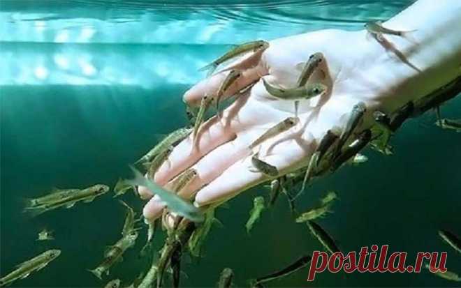 Бизнес-идея: рыбный пилинг