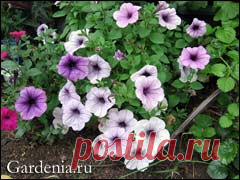 Петуния: выращивание безрассадным способом