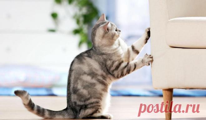 Кот царапает диван. Лайфхак, как это предотвратить и отучить питомца от такой привычки . Милая Я