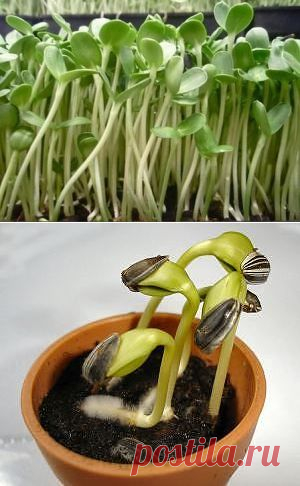 Молодость в росточках подсолнечника