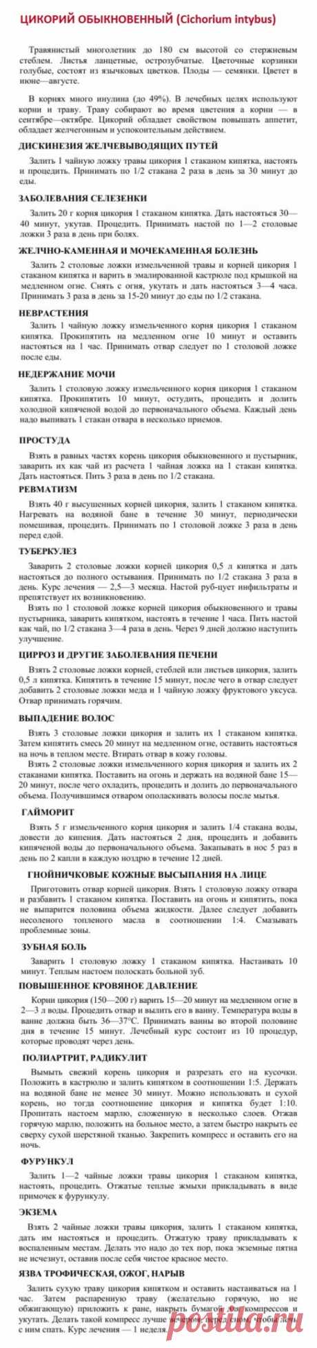 Цикорий обыкновенный.
Травник. Золотые рецепты народной медицины. Универсальный справочник. Москва 2007