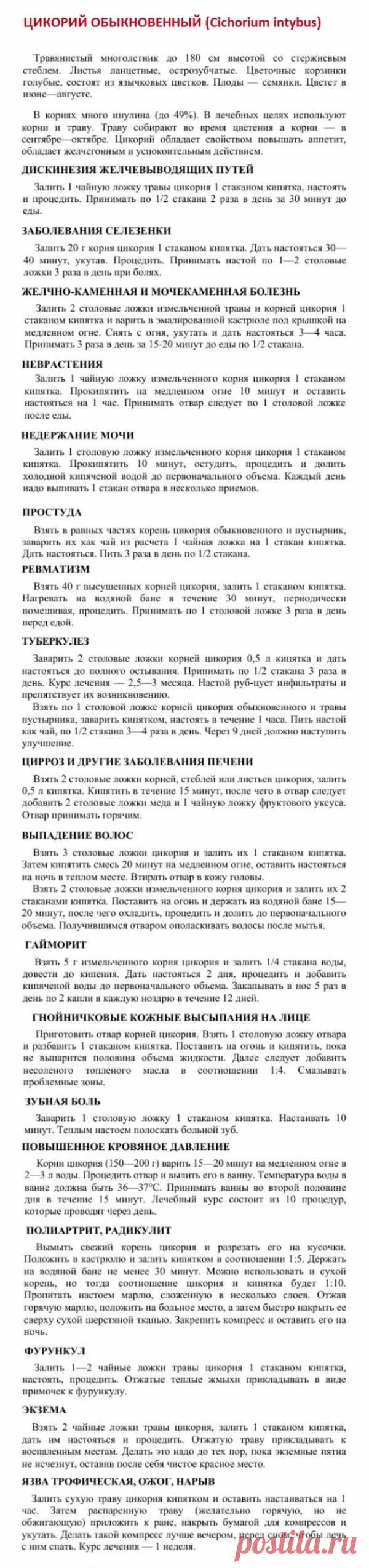 Цикорий обыкновенный.
Травник. Золотые рецепты народной медицины. Универсальный справочник. Москва 2007