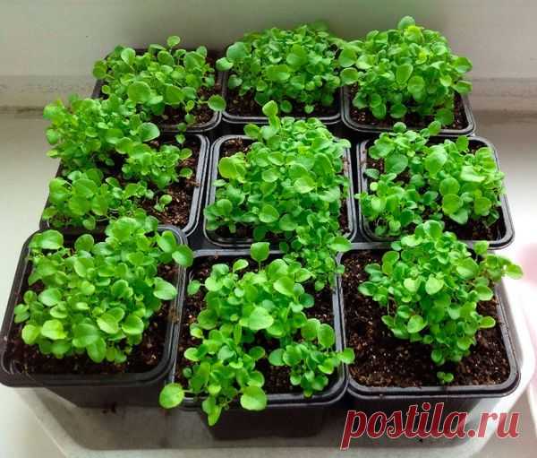 Когда сажать лобелию на рассаду в 2020 году по лунному календарю: расчет благоприятных дней для посева цветов и ухода за ними