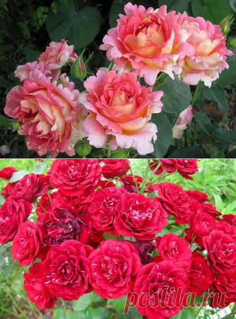 Пересадка розы | Самоцветик