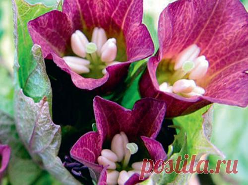 Мандрагора – сказочное растение на подоконнике