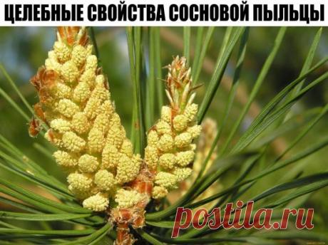 ЦЕЛЕБНЫЕ СВОЙСТВА СОСНОВОЙ ПЫЛЬЦЫ
Сосна — это царица среди деревьев, а сосновая пыльца — это лучшая цветочная пыльца.
Пыльца сосны сочетает в себе свойства пищевого продукта и лекарственного препарата. Она содержит около 200 чистых, природных, биологически активных питательных веществ.
Исследования показывают, что содержание целебных и питательных веществ в пыльце многократно превосходит их содержание в корнях, ветвях и хвое. Пыльца содержит все питательные вещества, необходимые для зарождения н