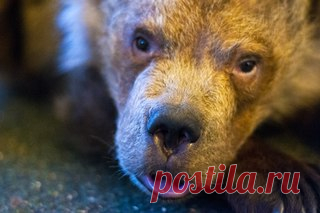 О СЕНЕЧКЕ, МАЛЕНЬКОМ МЕДВЕДЕ С БОЛЬШИМ СЕРДЦЕМ!

Я помню, пост из интернета о медвежонке Сене был... 
Как центр 