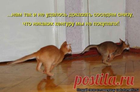 Родительское собрание (котоматрица) | Обхохочешься