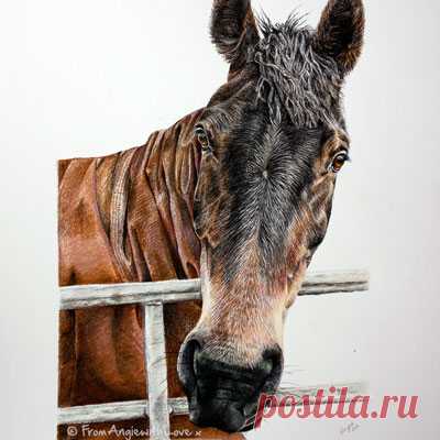 Лошадиные портреты карандашом